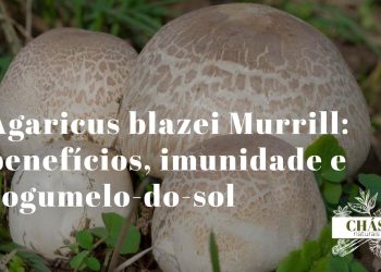 agaricus blazei murrill cogumelo-do-sol fresco com chapéu castanho e lamelas brancas sobre superfície de madeira rústica