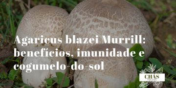 agaricus blazei murrill cogumelo-do-sol fresco com chapéu castanho e lamelas brancas sobre superfície de madeira rústica