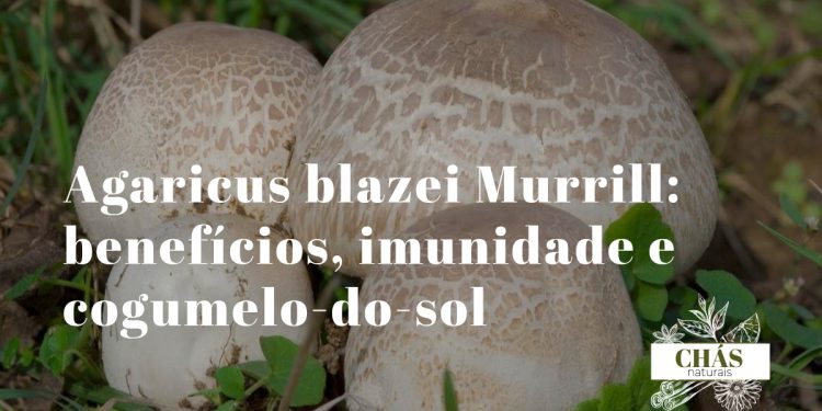 agaricus blazei murrill cogumelo-do-sol fresco com chapéu castanho e lamelas brancas sobre superfície de madeira rústica