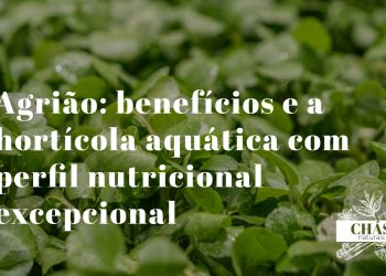 agrião benefícios — folhas verdes de agrião Nasturtium officinale fresco aquático