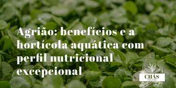agrião benefícios — folhas verdes de agrião Nasturtium officinale fresco aquático
