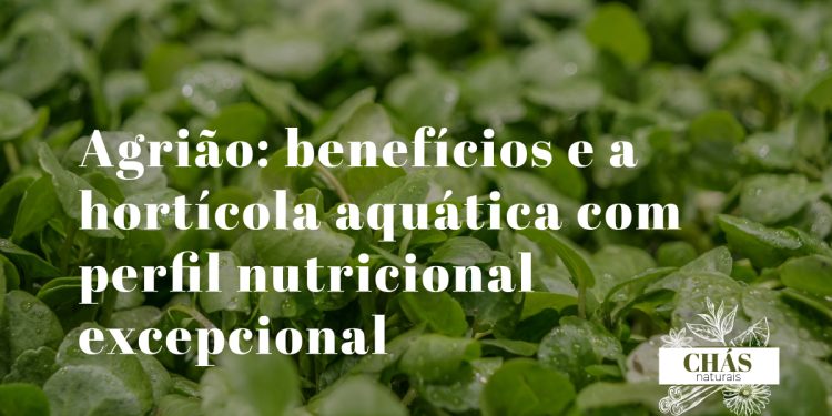 agrião benefícios — folhas verdes de agrião Nasturtium officinale fresco aquático