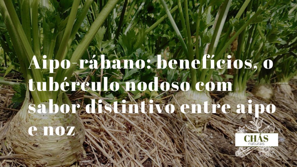 aipo-rábano benefícios — raiz nodosa de aipo-rábano cortada mostrando polpa branca