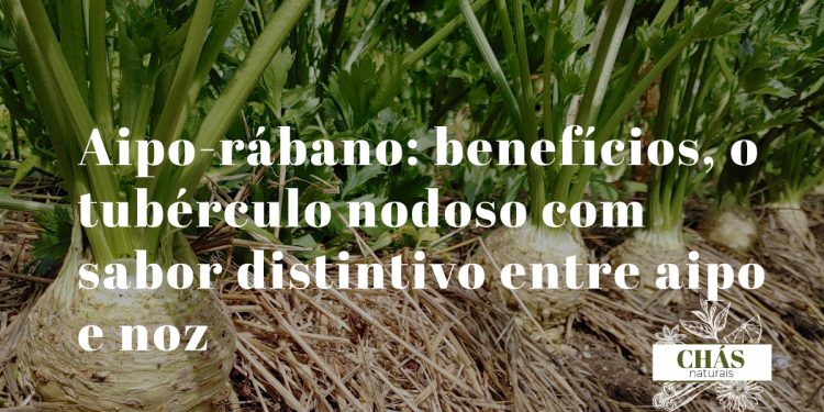 aipo-rábano benefícios — raiz nodosa de aipo-rábano cortada mostrando polpa branca