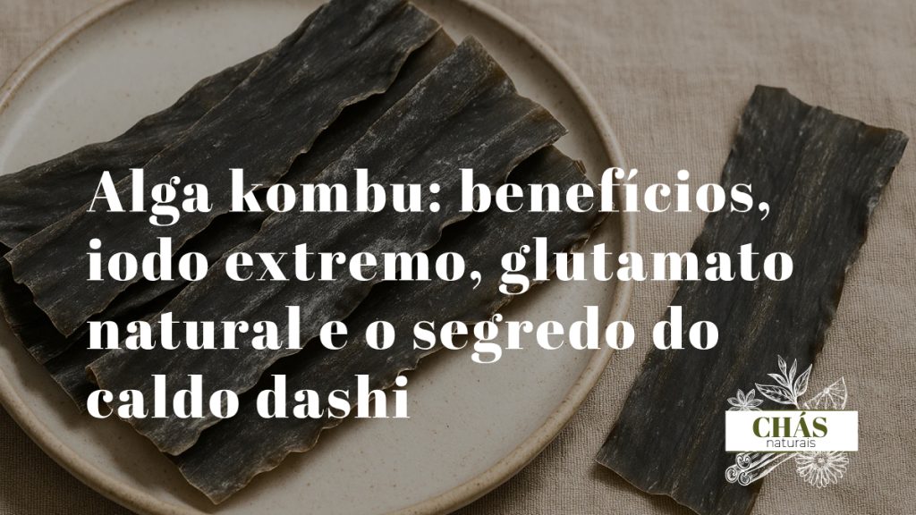 alga kombu benefícios — tira de alga kombu seca Saccharina japonica para caldo dashi