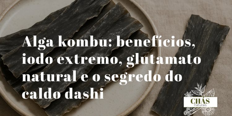 alga kombu benefícios — tira de alga kombu seca Saccharina japonica para caldo dashi