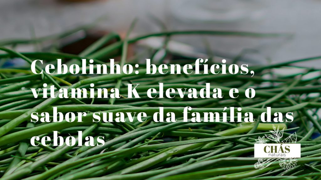 cebolinho benefícios — hastes verdes frescas de cebolinho Allium schoenoprasum