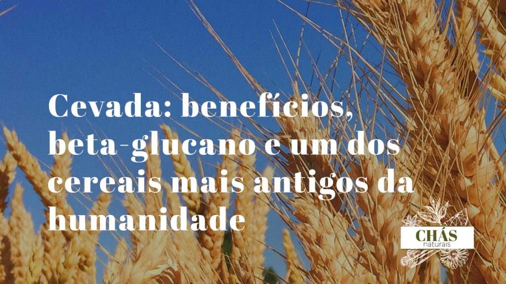 cevada benefícios — grãos de cevada Hordeum vulgare ricos em fibra beta-glucano