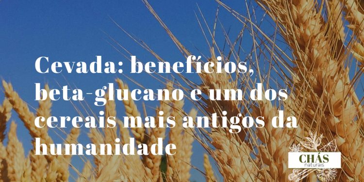 cevada benefícios — grãos de cevada Hordeum vulgare ricos em fibra beta-glucano
