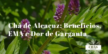 raiz seca de alcaçuz Glycyrrhiza glabra cortada em pedaços junto a pó castanho e chávena de infusão sobre superfície de madeira