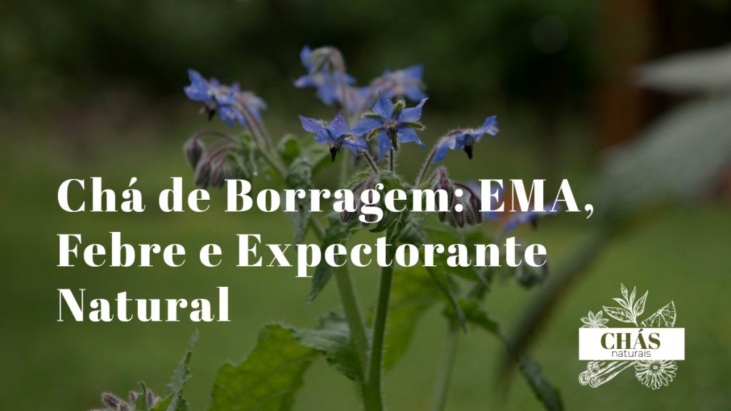 flores azuis estreladas de borragem Borago officinalis com estames negros centrais e folhas verde-acinzentadas peludas em horta portuguesa