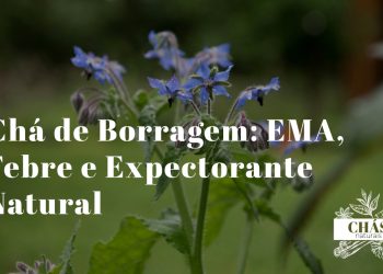 flores azuis estreladas de borragem Borago officinalis com estames negros centrais e folhas verde-acinzentadas peludas em horta portuguesa