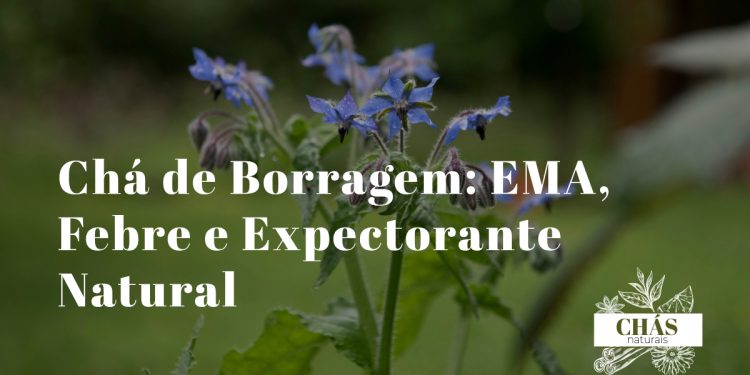 flores azuis estreladas de borragem Borago officinalis com estames negros centrais e folhas verde-acinzentadas peludas em horta portuguesa