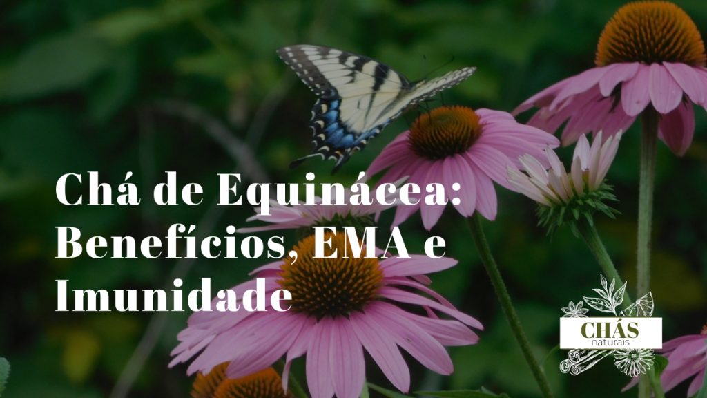 flores roxas de equinácea Echinacea purpurea em flor com pétalas reflexas e cone central alaranjado em campo ao sol