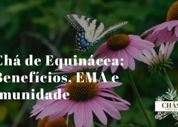 flores roxas de equinácea Echinacea purpurea em flor com pétalas reflexas e cone central alaranjado em campo ao sol