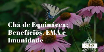 flores roxas de equinácea Echinacea purpurea em flor com pétalas reflexas e cone central alaranjado em campo ao sol
