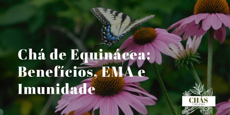 flores roxas de equinácea Echinacea purpurea em flor com pétalas reflexas e cone central alaranjado em campo ao sol