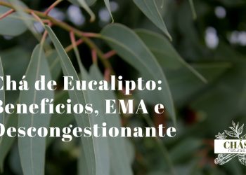 folhas frescas de eucalipto Eucalyptus globulus com gotas de água junto a chávena de chá quente com vapor sobre mesa de madeira