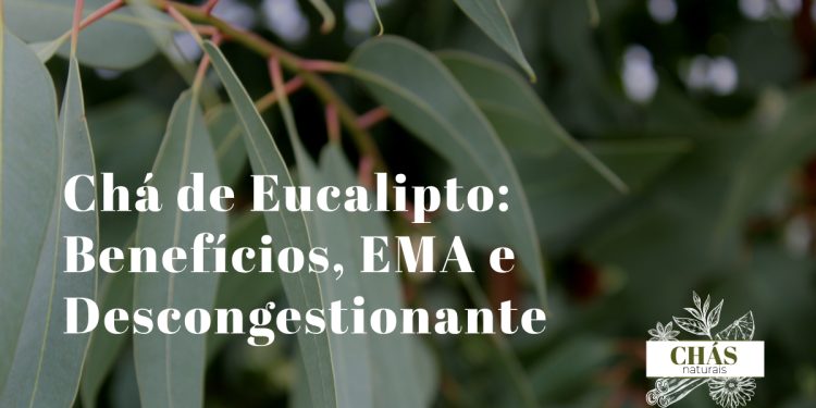 folhas frescas de eucalipto Eucalyptus globulus com gotas de água junto a chávena de chá quente com vapor sobre mesa de madeira