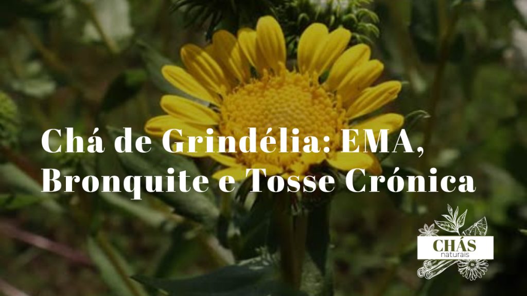 flores amarelas de grindélia Grindelia robusta com brácteas resinosas curvadas e caule robusto em campo aberto ao sol