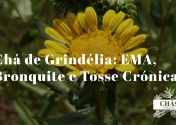 flores amarelas de grindélia Grindelia robusta com brácteas resinosas curvadas e caule robusto em campo aberto ao sol