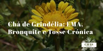 flores amarelas de grindélia Grindelia robusta com brácteas resinosas curvadas e caule robusto em campo aberto ao sol