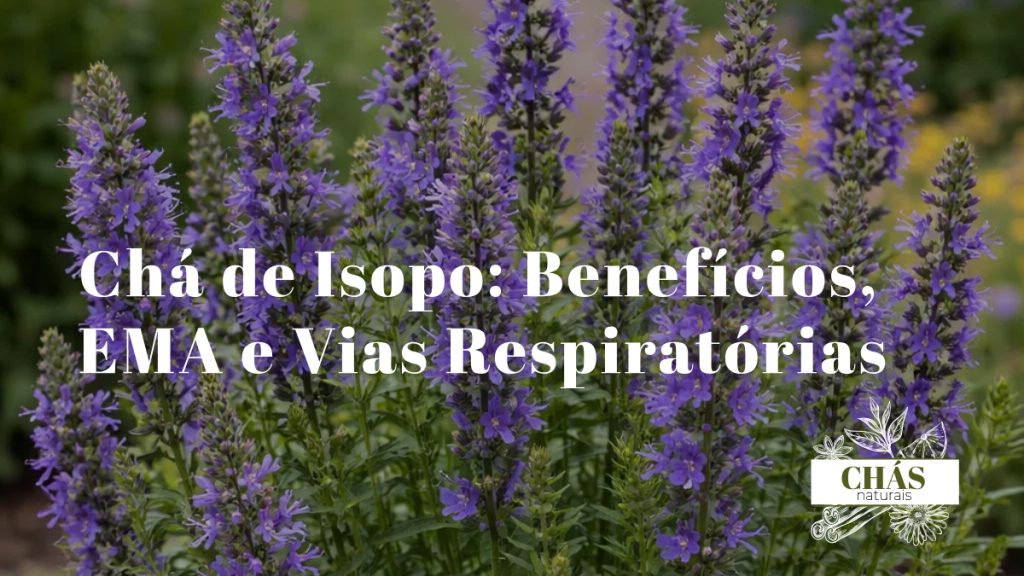 ramos de isopo Hyssopus officinalis com flores azul-violeta em espiga e folhas aromáticas verdes em jardim mediterrâneo