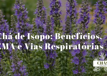 ramos de isopo Hyssopus officinalis com flores azul-violeta em espiga e folhas aromáticas verdes em jardim mediterrâneo