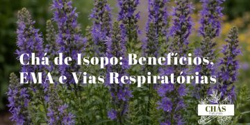 ramos de isopo Hyssopus officinalis com flores azul-violeta em espiga e folhas aromáticas verdes em jardim mediterrâneo