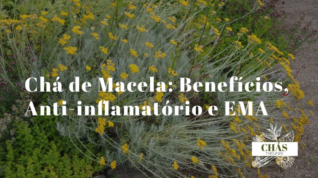 flores amarelas secas de macela Helichrysum italicum em tigela de barro junto a chávena de infusão sobre superfície rústica portuguesa