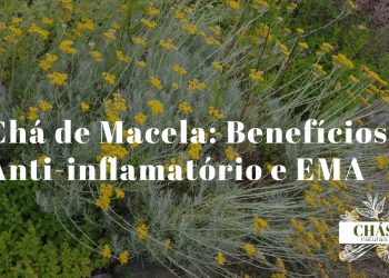flores amarelas secas de macela Helichrysum italicum em tigela de barro junto a chávena de infusão sobre superfície rústica portuguesa