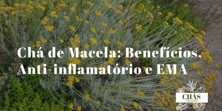 flores amarelas secas de macela Helichrysum italicum em tigela de barro junto a chávena de infusão sobre superfície rústica portuguesa