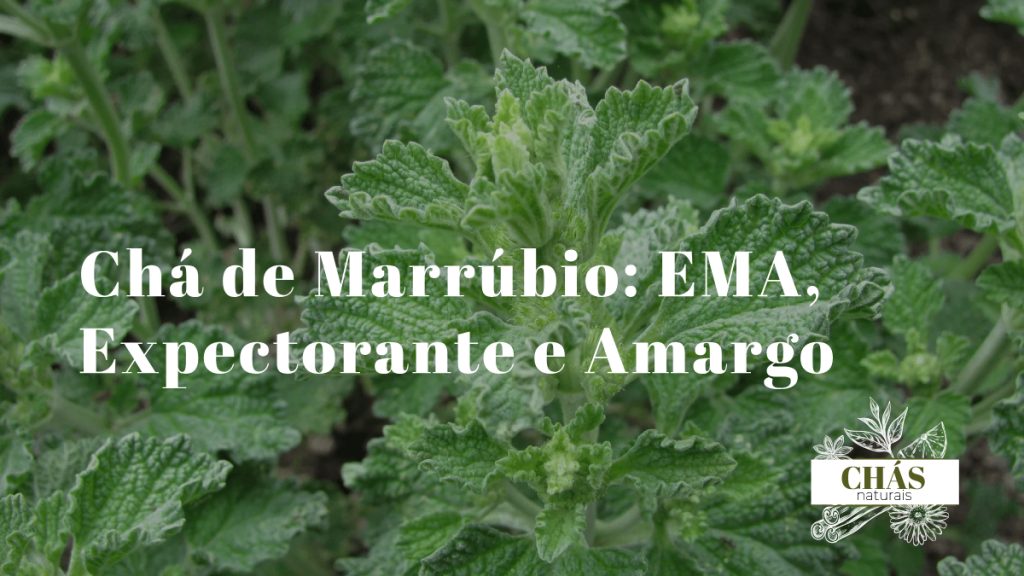planta de marrúbio Marrubium vulgare com folhas verde-acinzentadas e flores pequenas brancas em verticilo sobre fundo neutro