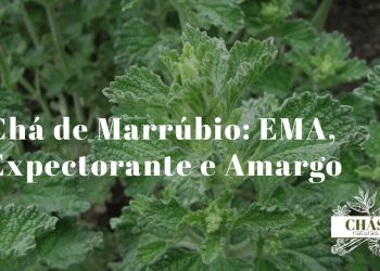 planta de marrúbio Marrubium vulgare com folhas verde-acinzentadas e flores pequenas brancas em verticilo sobre fundo neutro