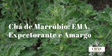 planta de marrúbio Marrubium vulgare com folhas verde-acinzentadas e flores pequenas brancas em verticilo sobre fundo neutro