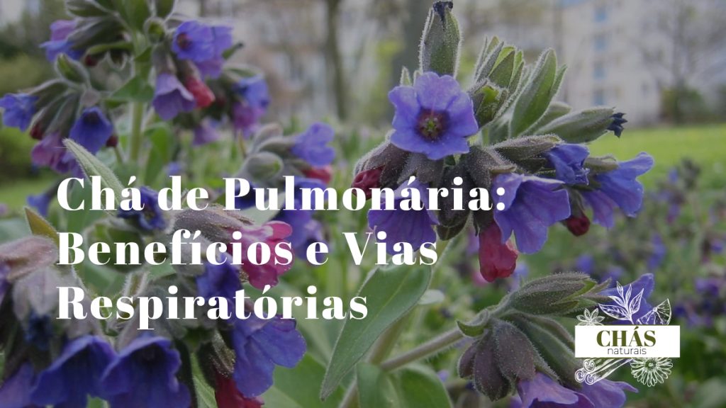 folhas de pulmonária Pulmonaria officinalis com manchas brancas irregulares características e flores rosa-violeta em ambiente sombreado de jardim