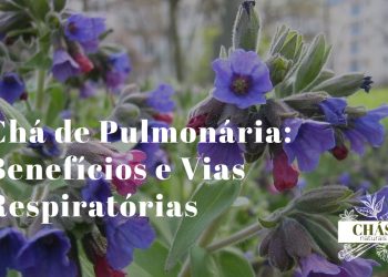 folhas de pulmonária Pulmonaria officinalis com manchas brancas irregulares características e flores rosa-violeta em ambiente sombreado de jardim