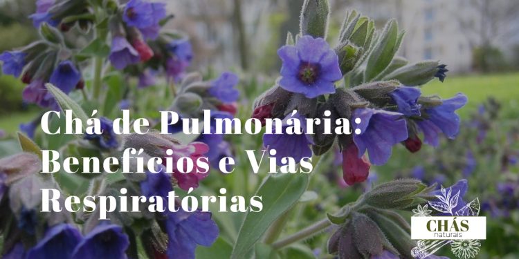 folhas de pulmonária Pulmonaria officinalis com manchas brancas irregulares características e flores rosa-violeta em ambiente sombreado de jardim
