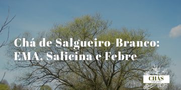 casca seca de salgueiro-branco Salix alba em pedaços junto a chávena de infusão castanha escura sobre superfície de madeira natural