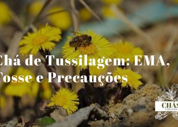 flores amarelas de tussilagem Tussilago farfara em flor no início da primavera com folhas verdes ao fundo