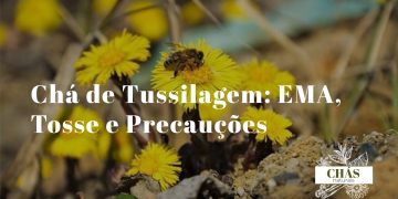 flores amarelas de tussilagem Tussilago farfara em flor no início da primavera com folhas verdes ao fundo
