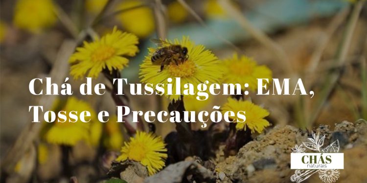 flores amarelas de tussilagem Tussilago farfara em flor no início da primavera com folhas verdes ao fundo