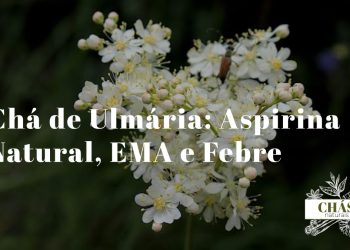 flores brancas em cacho de ulmária Filipendula ulmaria em plena floração junto a ribeiro com folhas verdes serradas ao fundo