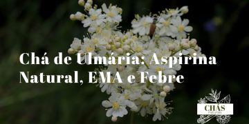 flores brancas em cacho de ulmária Filipendula ulmaria em plena floração junto a ribeiro com folhas verdes serradas ao fundo