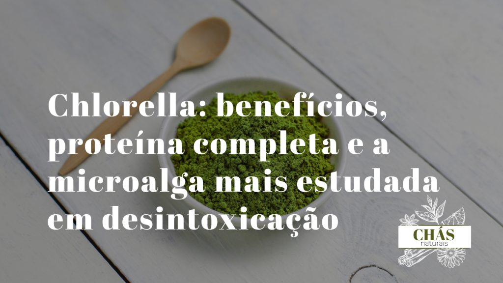 chlorella benefícios — pó verde de chlorella vulgaris com parede celular quebrada