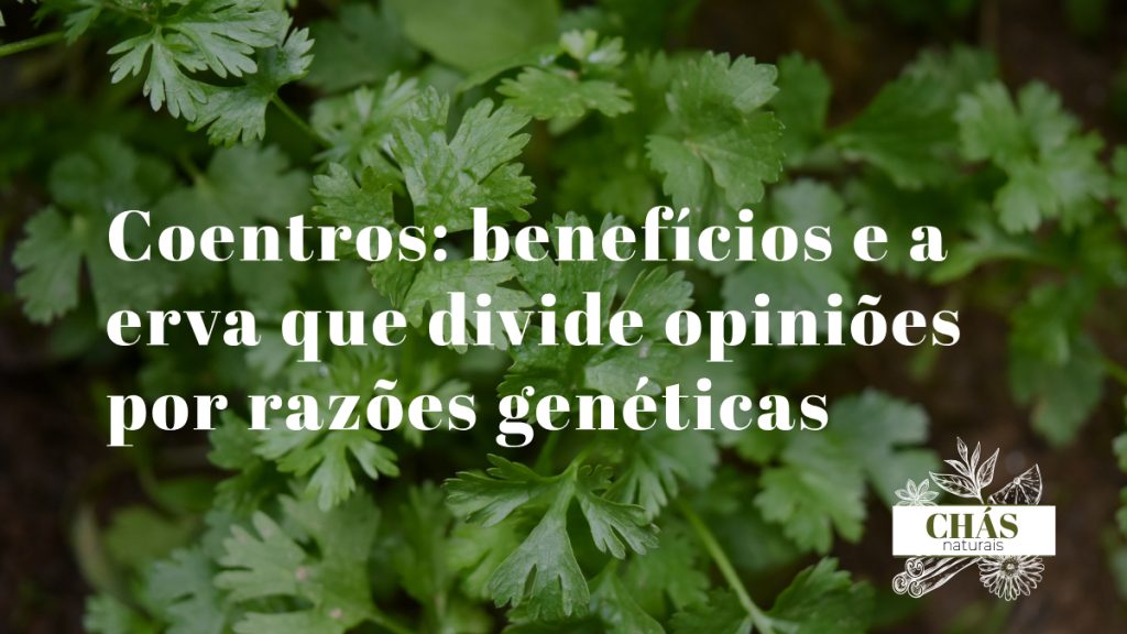 coentros benefícios — folhas frescas de coentros Coriandrum sativum e sementes