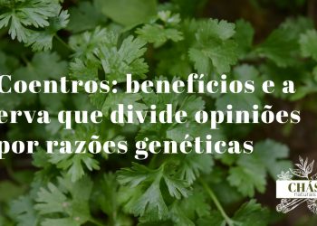 coentros benefícios — folhas frescas de coentros Coriandrum sativum e sementes