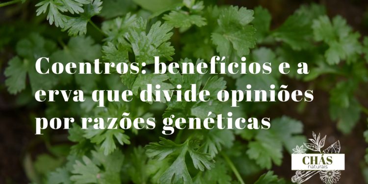 coentros benefícios — folhas frescas de coentros Coriandrum sativum e sementes