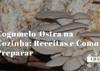 cogumelos-ostra Pleurotus ostreatus cinzentos frescos dispostos em leque sobre tábua de madeira rústica com ervas aromáticas