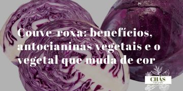 couve-roxa benefícios — couve roxa cortada mostrando cor vibrante rica em antocianinas